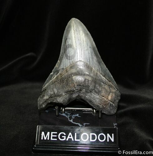 Big, Bad, Serrated inch Megalodon Tooth #685